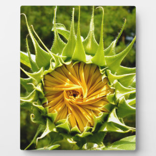 Gelbe Blütenblume Fotoplatte