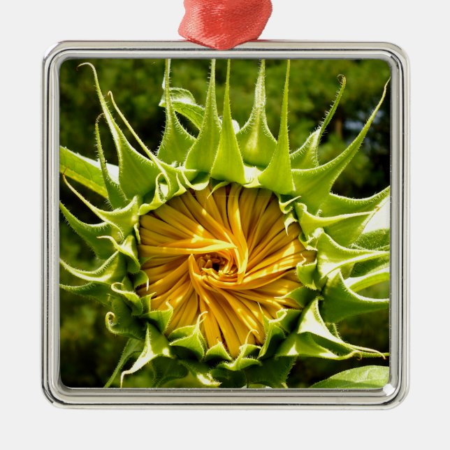 Gelbe Blütenblume Silbernes Ornament (Vorne)