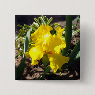 Gelbe blutende Iris-Pflanze, Button