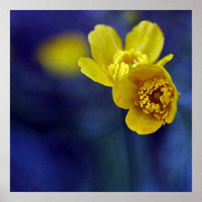 Gelbe Buttercups Blume Makro auf blauem Hintergrun Poster (Vorne)