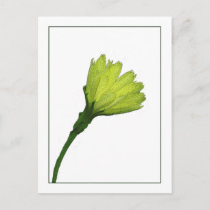 Gelbe Buttertasse Botanische Foto-Skizze Postkarte
