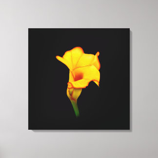 Gelbe Calla-Lilie Leinwanddruck
