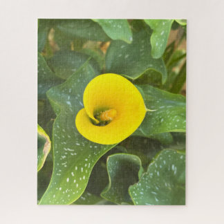 Gelbe Calla-Lilie, San Mateo
