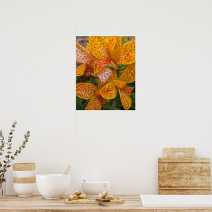 Gelbe Canna-Lilie mit roten Sprenkeln Floral Poster