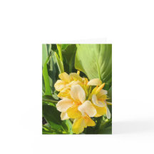 Gelbe Canna Lily in einem Gartenfoto