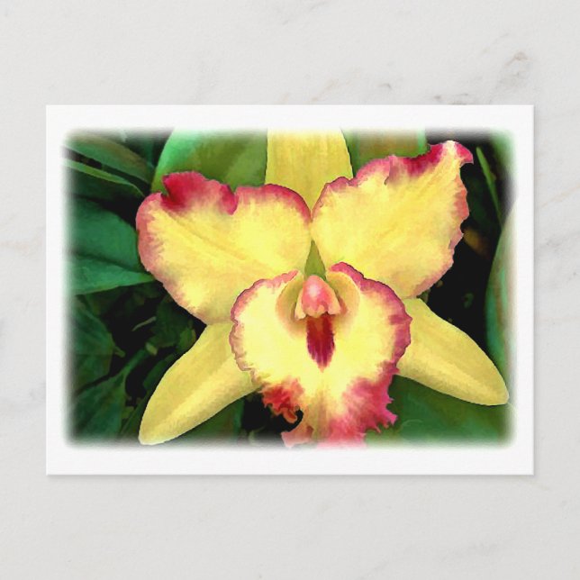 Gelbe Cattleya Orchid mit roter Ruffel Postkarte (Vorderseite)