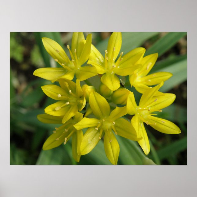 Gelbe Chionodoxa-Blume drucken Poster (Vorne)