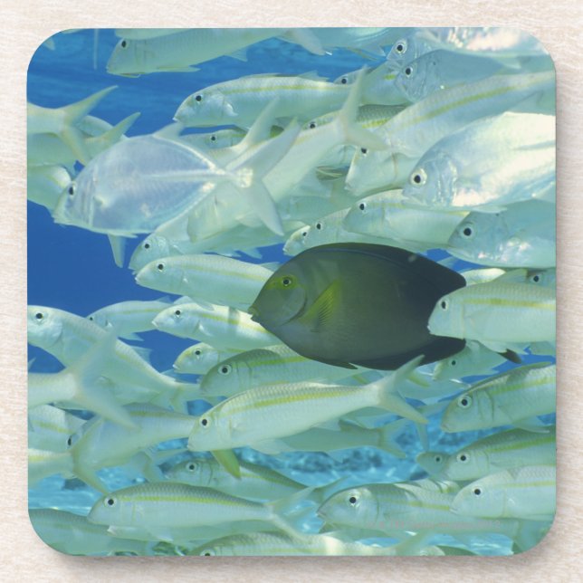 Gelbe Chirurgfische mit gelbem Streifen-Goldfisch Untersetzer (Vorderseite)