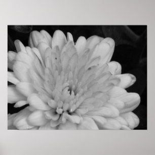 Gelbe Chrysanthemen Poster