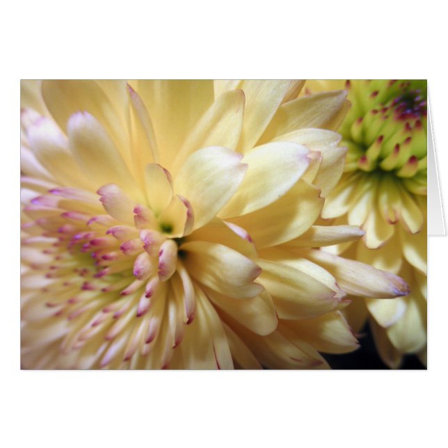 Gelbe Chrysanthemum Blume Mums Blume Foto (Vorderseite (Horizontal))