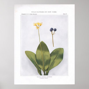 Gelbe Clintonie; Dogberry - Clintonia borealis Poster