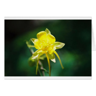 Gelbe Columbine-Wildblume