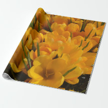 Gelbe Crocus flavus - Goldene gelbe Blumen