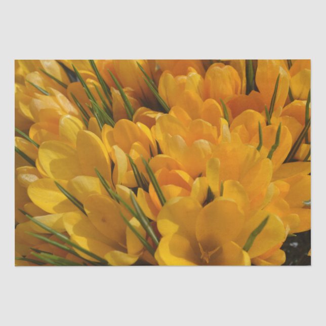 Gelbe Crocus flavus - Goldene gelbe Blumen Seidenpapier (Vorderseite)