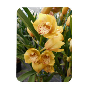 Gelbe Cymbidium-Orchideen Magnet