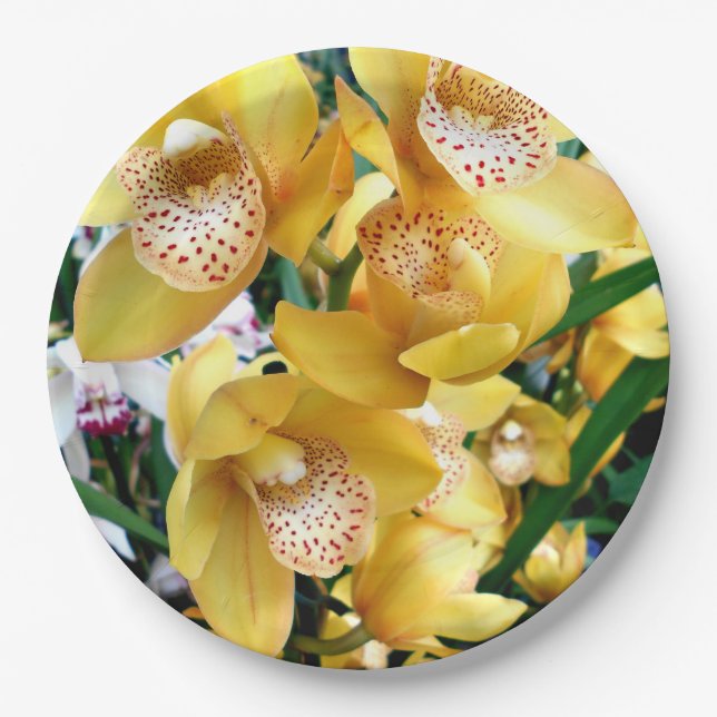 Gelbe Cymbidium-Orchideen Pappteller (Vorderseite)