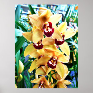Gelbe Cymbidium-Orchideen Poster