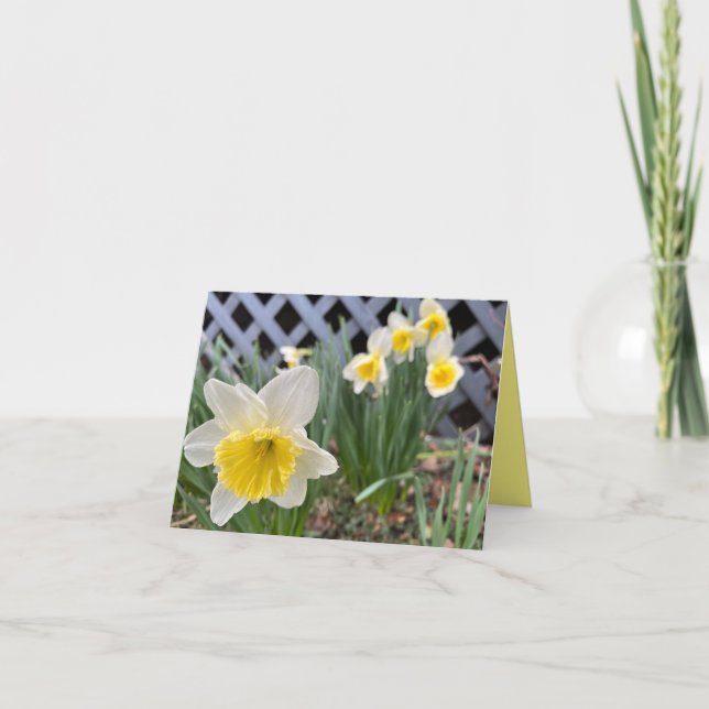 Gelbe Daffodien #3 Karte (Vorderseite)