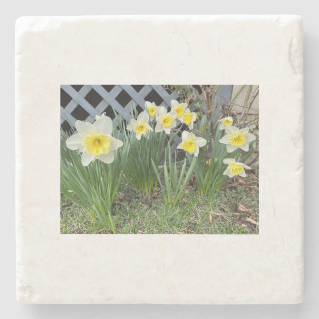 Gelbe Daffodien#3 Steinuntersetzer (Vorderseite)