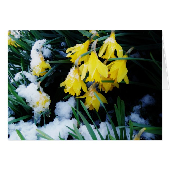 Gelbe Daffodien Blume im Schnee (Vorderseite (Horizontal))