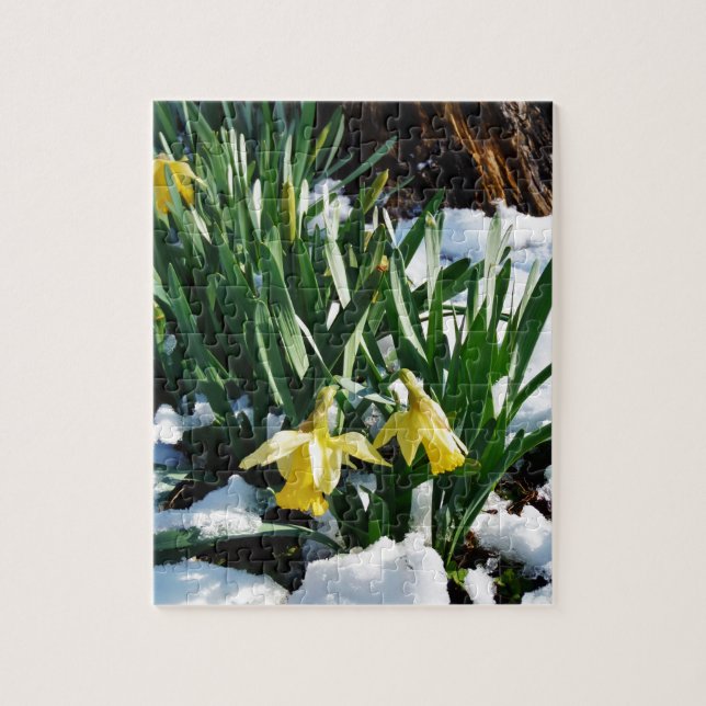 Gelbe Daffodien Blume im Schnee (Vertikal)
