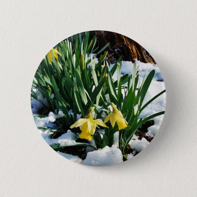 Gelbe Daffodien Blume im Schnee Button (Vorderseite)