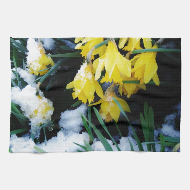 Gelbe Daffodien Blume im Schnee Küchentuch (Horizontal)
