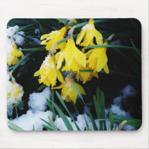 Gelbe Daffodien Blume im Schnee Mousepad