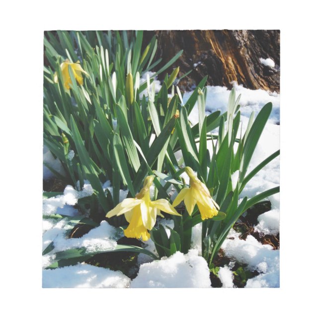Gelbe Daffodien Blume im Schnee Notizblock (Vorderseite)