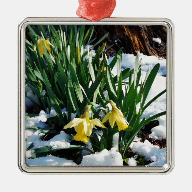Gelbe Daffodien Blume im Schnee Ornament Aus Metall (Vorne)