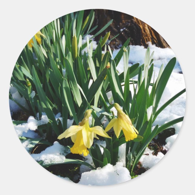 Gelbe Daffodien Blume im Schnee Runder Aufkleber (Vorderseite)
