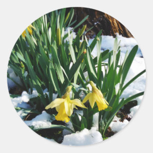 Gelbe Daffodien Blume im Schnee Runder Aufkleber