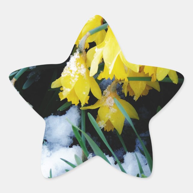 Gelbe Daffodien Blume im Schnee Stern-Aufkleber (Vorderseite)