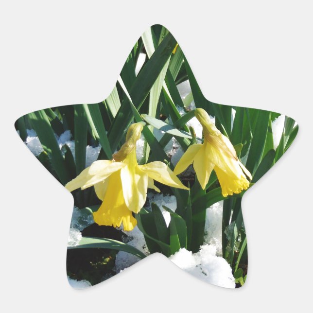 Gelbe Daffodien Blume im Schnee Stern-Aufkleber (Vorderseite)