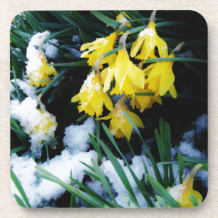 Gelbe Daffodien Blume im Schnee Untersetzer