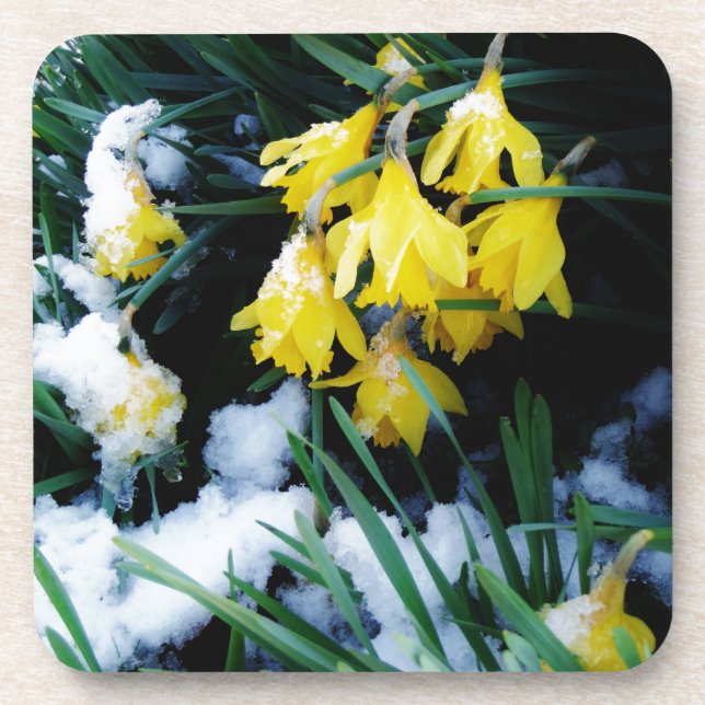 Gelbe Daffodien Blume im Schnee Untersetzer (Vorderseite)