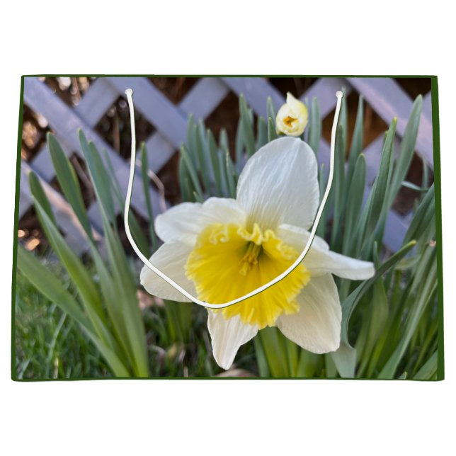 Gelbe Daffodien Große Geschenktüte (Vorderseite)