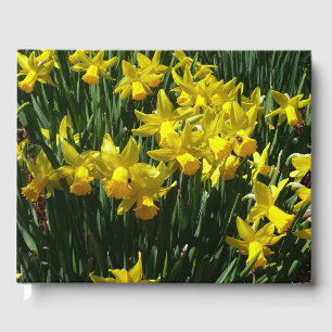 Gelbe Daffodien I Gästebuch