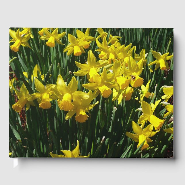 Gelbe Daffodien I Gästebuch (Vorderseite)