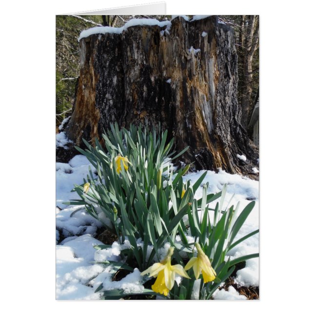 Gelbe Daffodien im Schnee (Vorne)