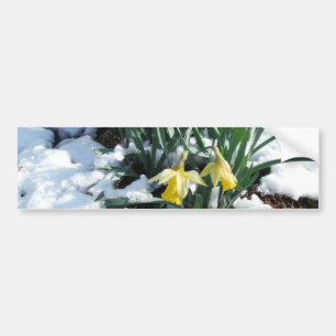 Gelbe Daffodien im Schnee Autoaufkleber