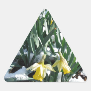 Gelbe Daffodien im Schnee Dreieckiger Aufkleber