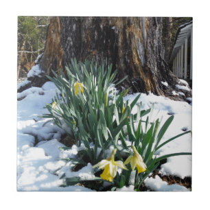 Gelbe Daffodien im Schnee Fliese