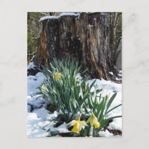 Gelbe Daffodien im Schnee Postkarte