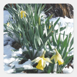 Gelbe Daffodien im Schnee Quadratischer Aufkleber