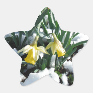 Gelbe Daffodien im Schnee Stern-Aufkleber