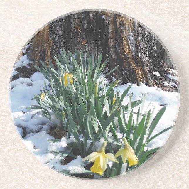Gelbe Daffodien im Schnee Untersetzer (Vorne)