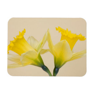 Gelbe Daffodien Magnet