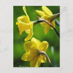 Gelbe Daffodien Postkarte