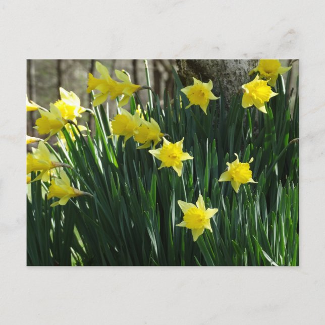 Gelbe Daffodien Postkarte (Vorderseite)
